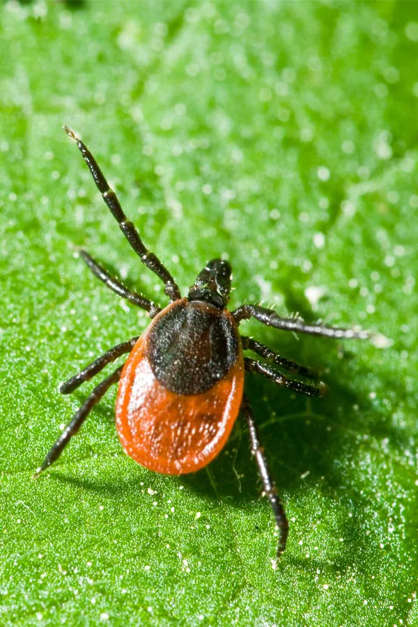 Close up of a tick on a leaf. Get treatment for Lyme Disease from Dr. Bahar Amin in North York.