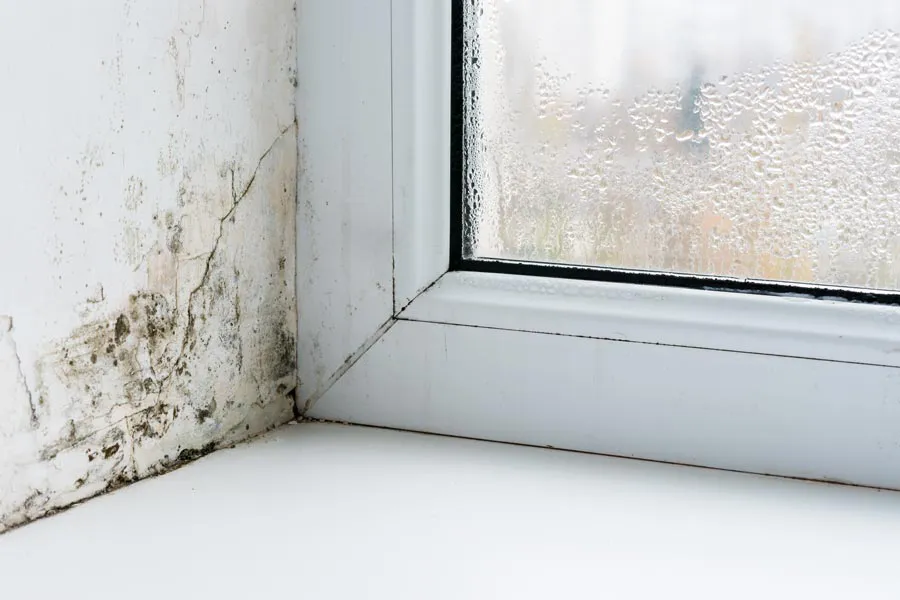 Mold buildup in the corner of a window sill. Get treatment for mold and mycotoxin illness from Dr. Bahar Amin in North York.